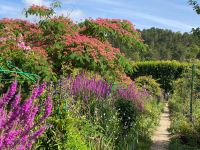 Blutweiderich vorne, Seidenbaum hinten