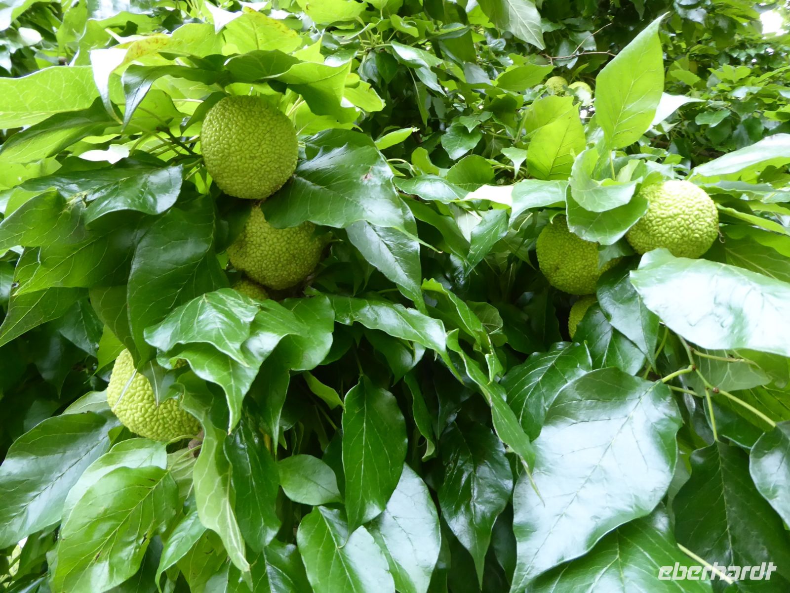 Tag 2 06.08.2023  Milchorangen