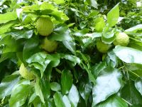 Tag 2 06.08.2023  Milchorangen