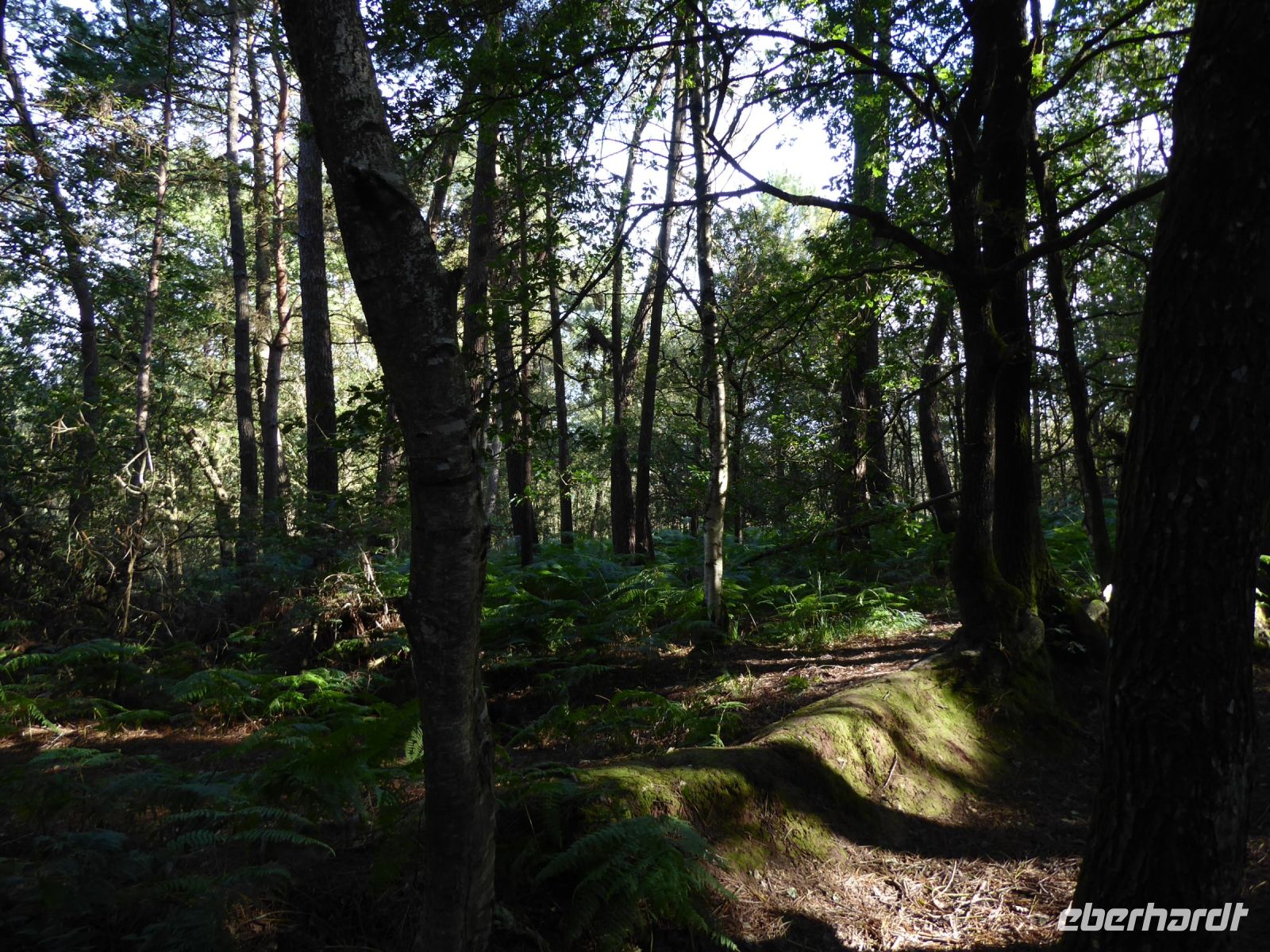 Tag 3 07.08.2023 Wanderung im Wald Brocéliande