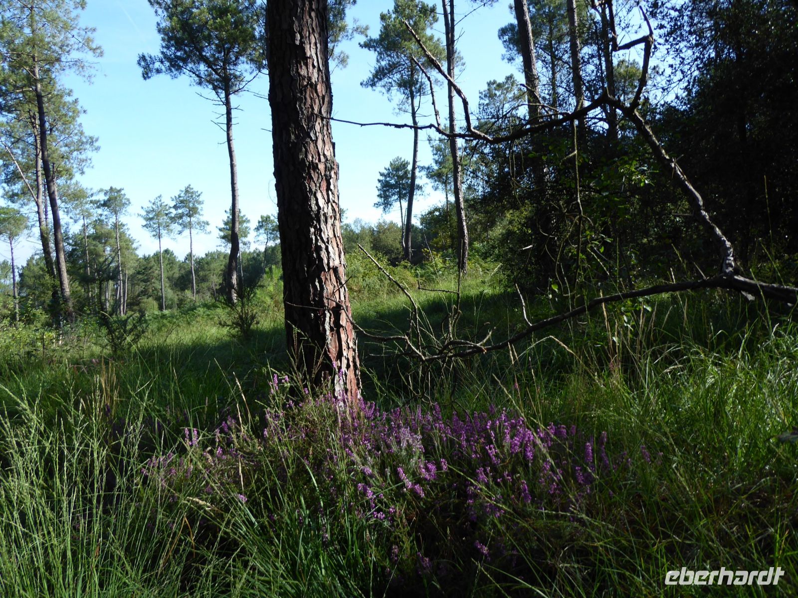 Tag 3 07.08.2023 Wanderung im Wald Brocéliande