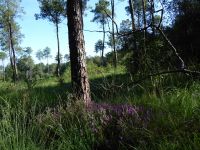 Tag 3 07.08.2023 Wanderung im Wald Brocéliande