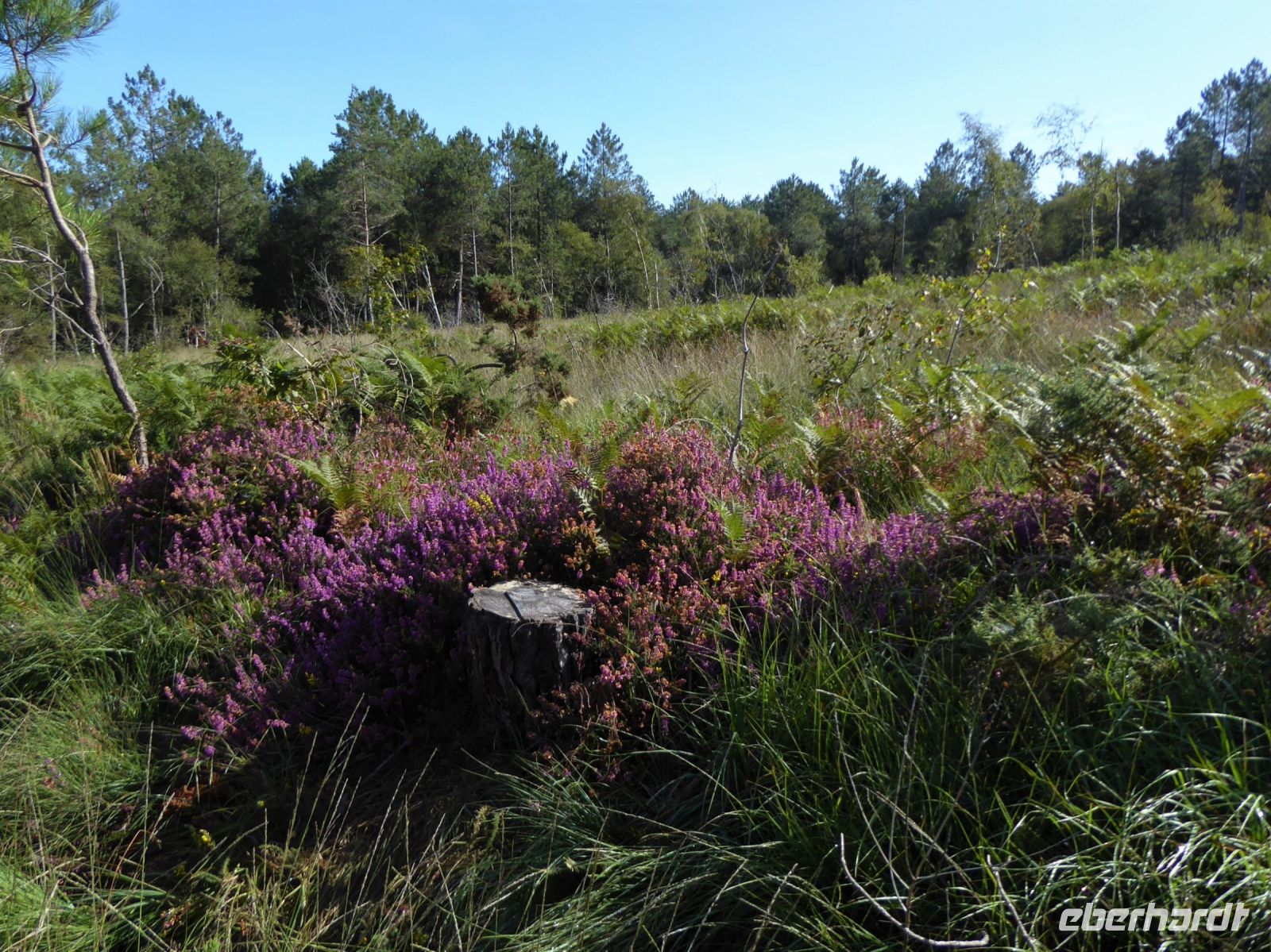Tag 3 07.08.2023 Wanderung im Wald Brocéliande