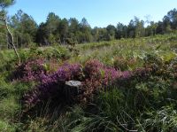 Tag 3 07.08.2023 Wanderung im Wald Brocéliande