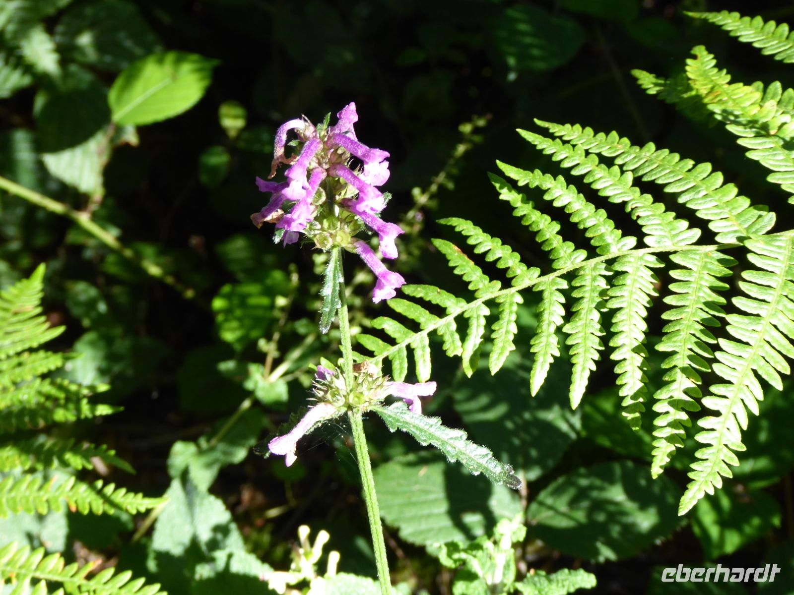 Tag 3 07.08.2023 Wanderung im Wald Brocéliande