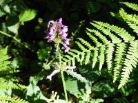 Tag 3 07.08.2023 Wanderung im Wald Brocéliande