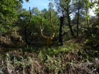 Tag 3 07.08.2023 Der goldene Baum, Kunstwerk von Francois Davin