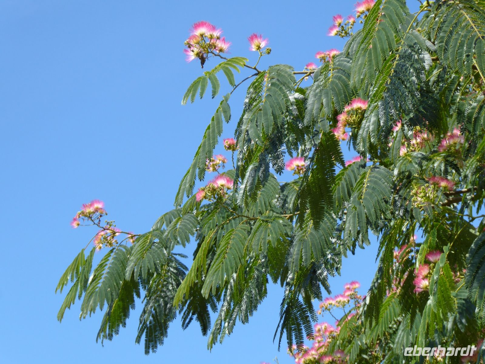 Tag 4 08.08.2023 Wanderung um die Steinfelder von Carnac, Seidenbaum
