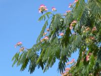 Tag 4 08.08.2023 Wanderung um die Steinfelder von Carnac, Seidenbaum