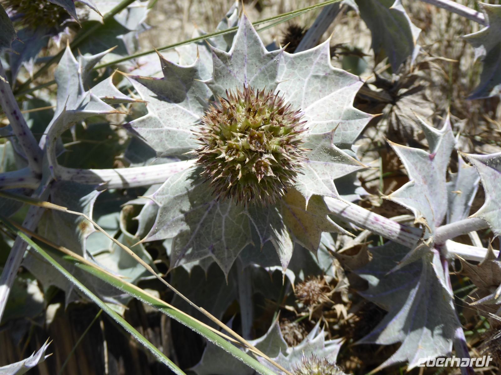 Tag 5 09.08.2023 Stranddistel