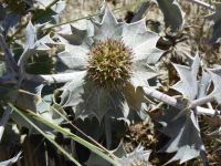 Tag 5 09.08.2023 Stranddistel