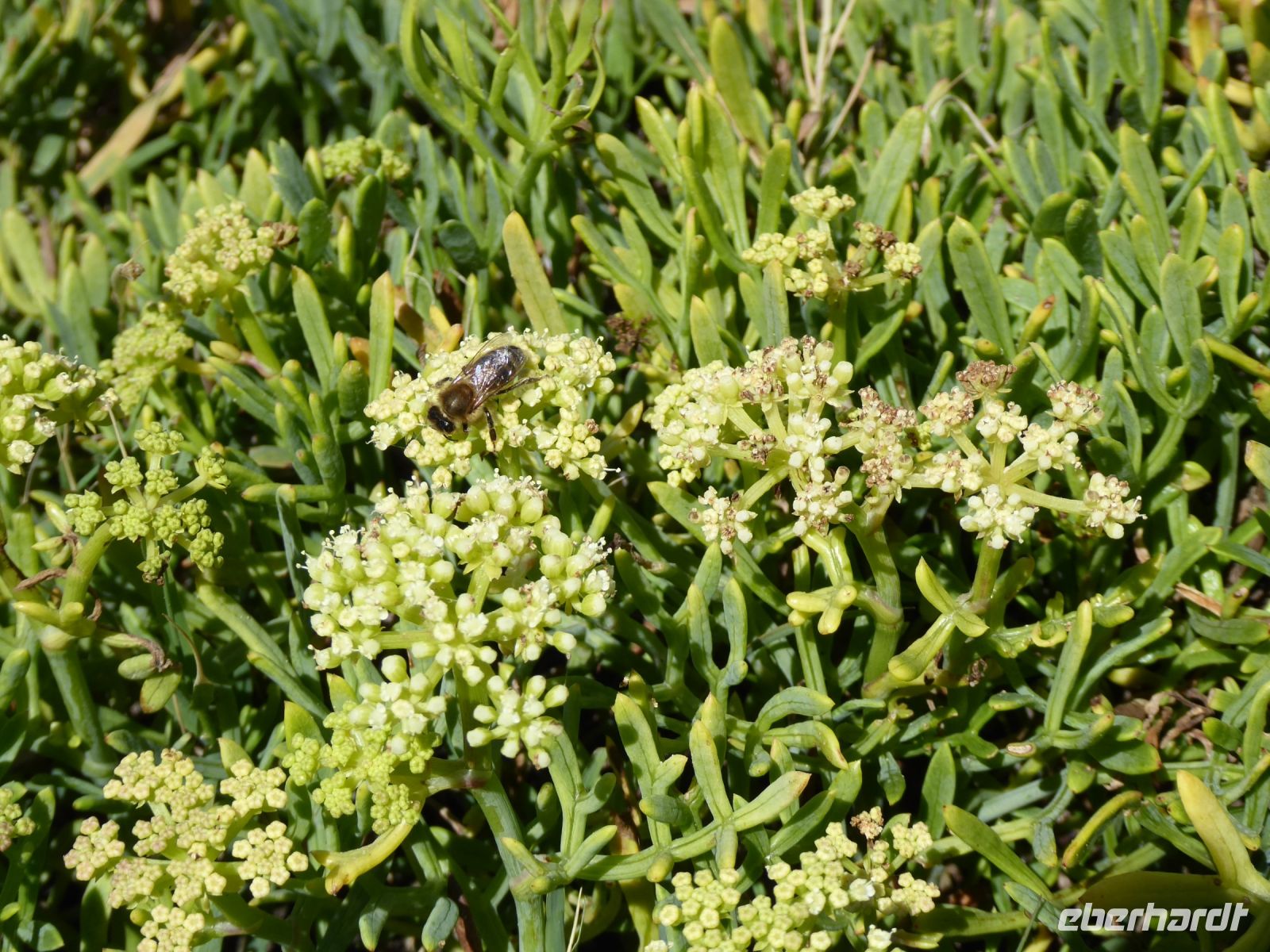 Tag 5 09.08.2023 Strandwanderung, Meerfenchel
