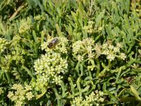 Tag 5 09.08.2023 Strandwanderung, Meerfenchel