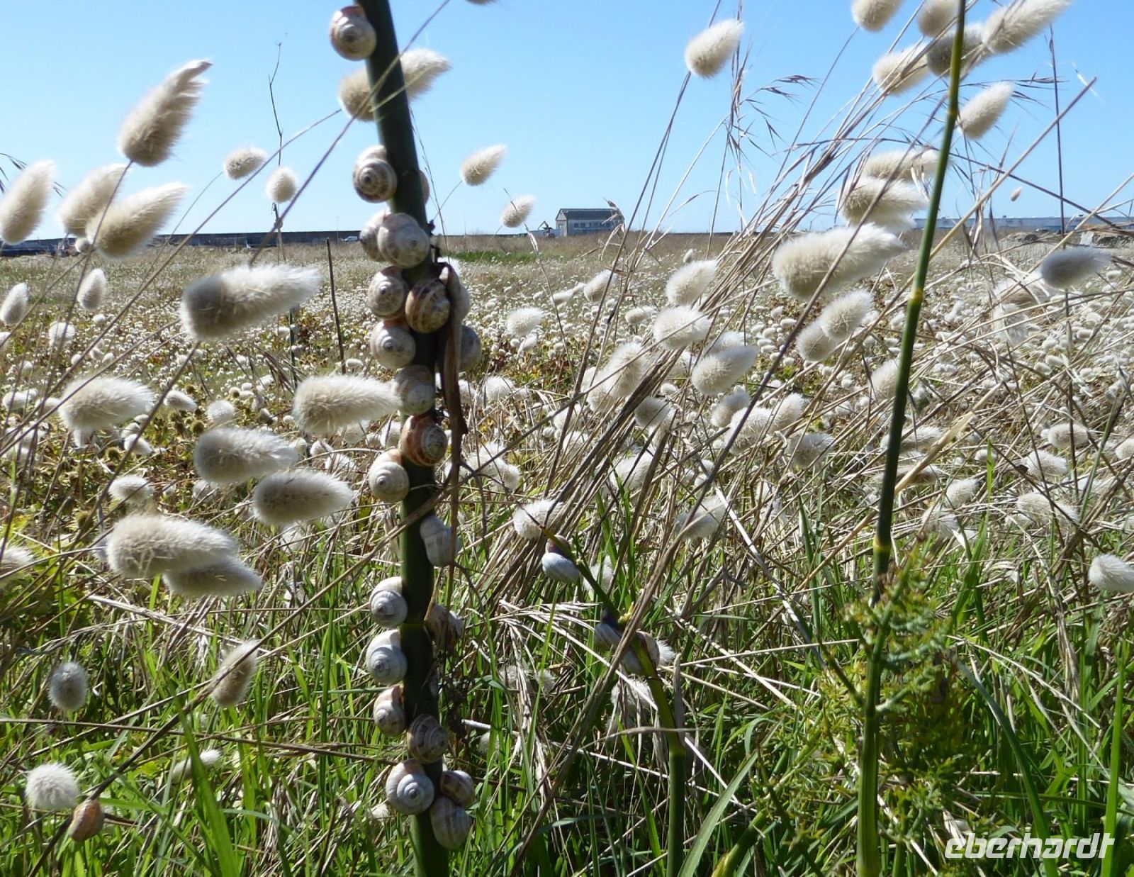 Tag 5 09.08.2023 Strandwanderung, Schnirkelschnecken