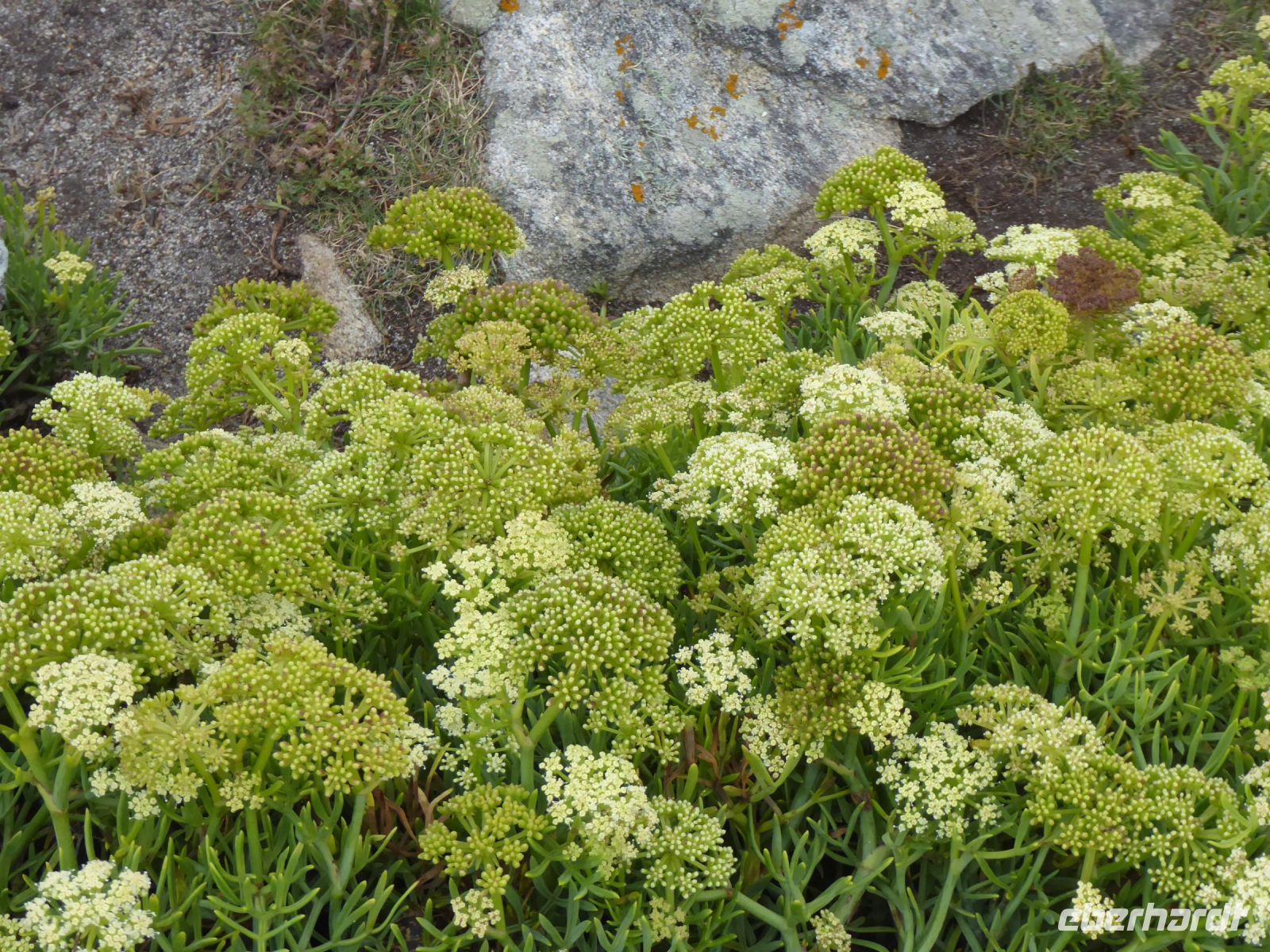 Tag 6 10.08.2023 Wanderung zur Pointe du Raz, Meerfenchel