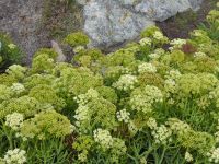 Tag 6 10.08.2023 Wanderung zur Pointe du Raz, Meerfenchel