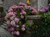 Tag 6 10.08.2023 Entdeckerspaziergang in Locronan