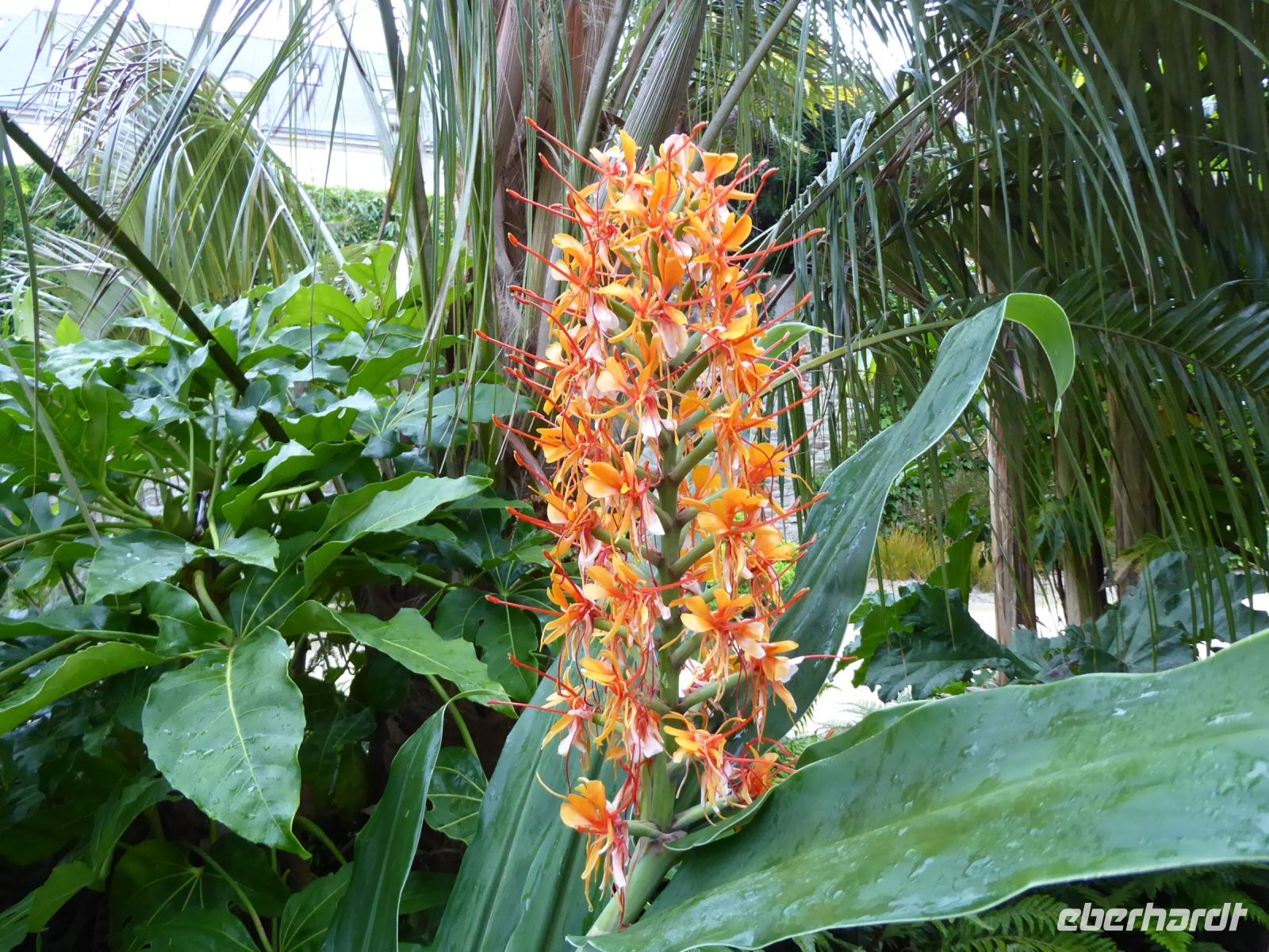 Tag 7 11.08.2023 Stadtführung in Quimper, Parc de la Paix, Schmetterlingsingwer