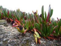 Tag 7 11.08.2023 Wanderung auf der Halbinsel Renote