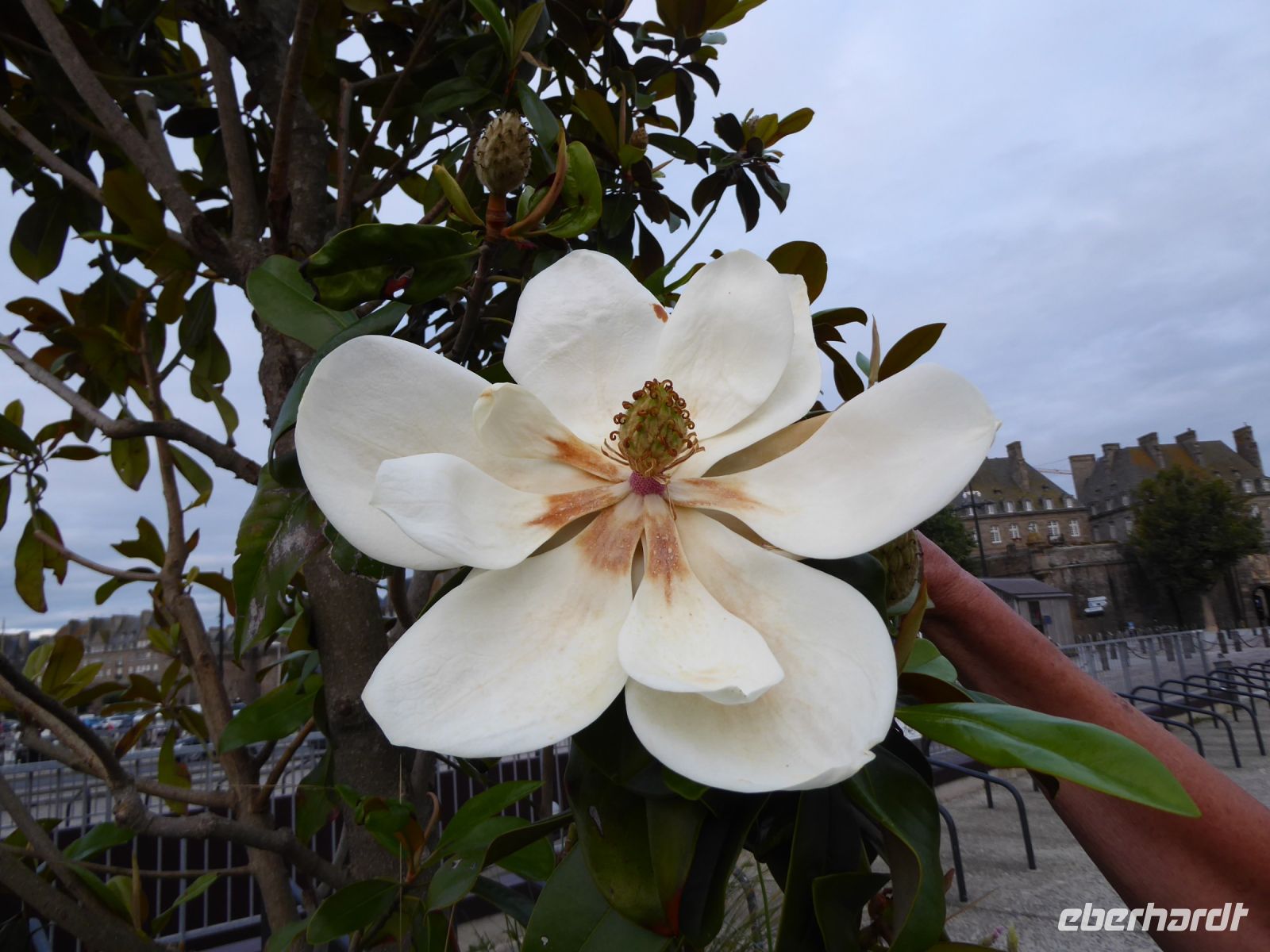 Tag 8 12.08.2023 St. Malò, Glanzmagnolie