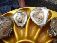 Tag 9 13.08.2023 Austernverkostung in Cancale