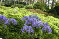 Sträucher, Blumen und Kunst