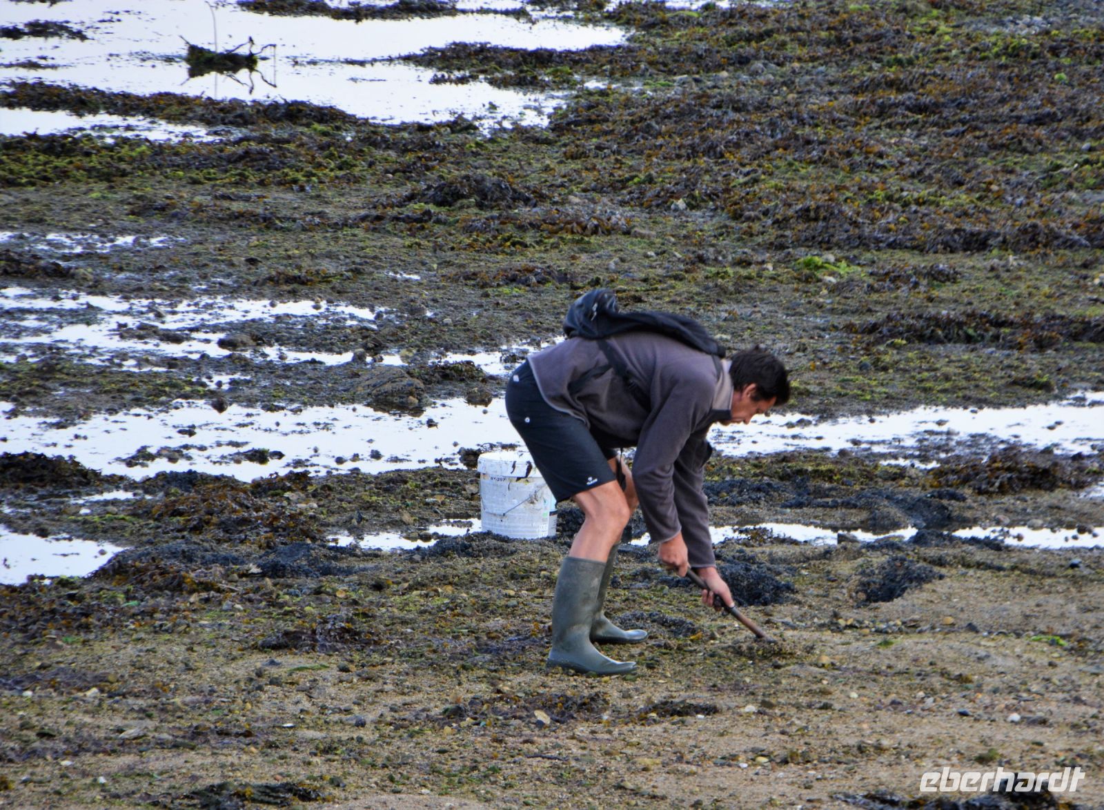 Muschelsucher bei Concarneau