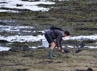 Muschelsucher bei Concarneau