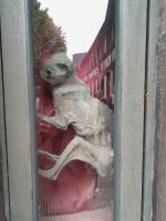 Katze gegen das Böse