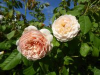 Tag 2 20.08.2023 Stadtführung in Troyes 