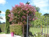 Tag 3 21.08.2023 Wanderung durch das Tal ohne Wiederkehr, Lagerstroemia