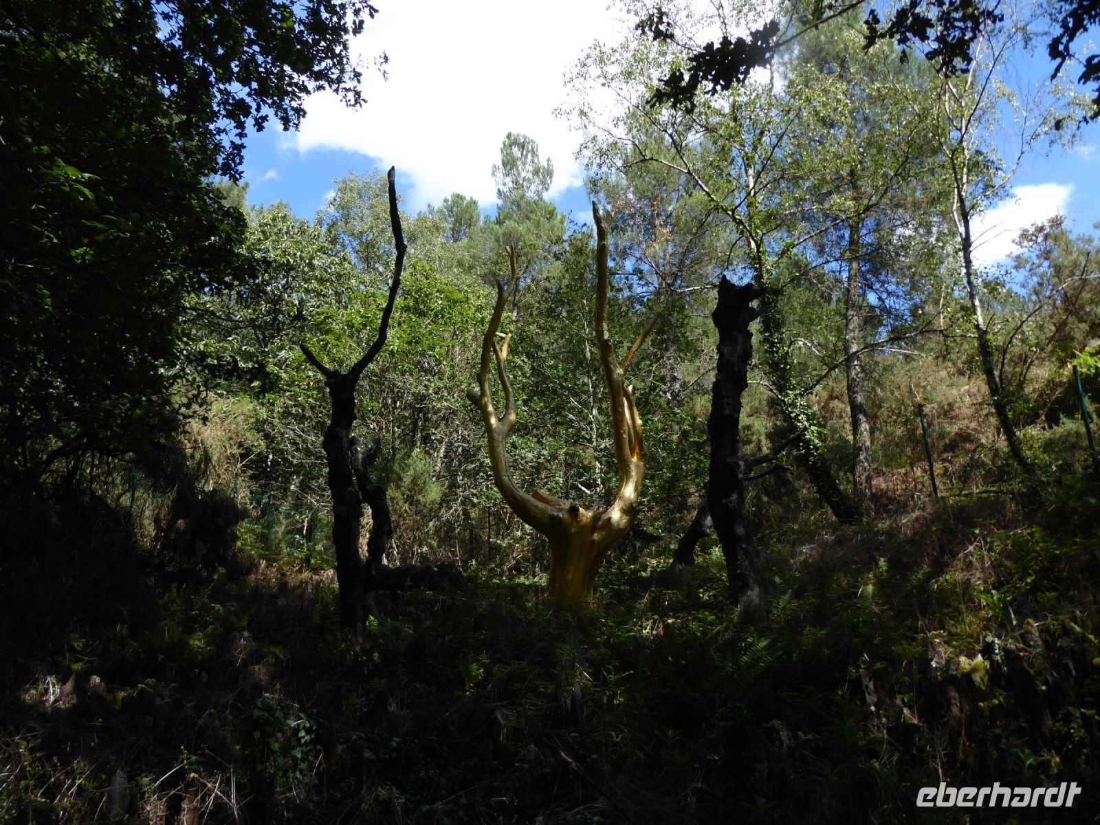 Tag 3 21.08.2023 Wanderung durch das Tal ohne Wiederkehr, Der goldene Baum
