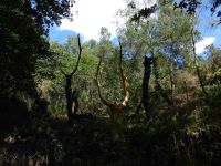 Tag 3 21.08.2023 Wanderung durch das Tal ohne Wiederkehr, Der goldene Baum