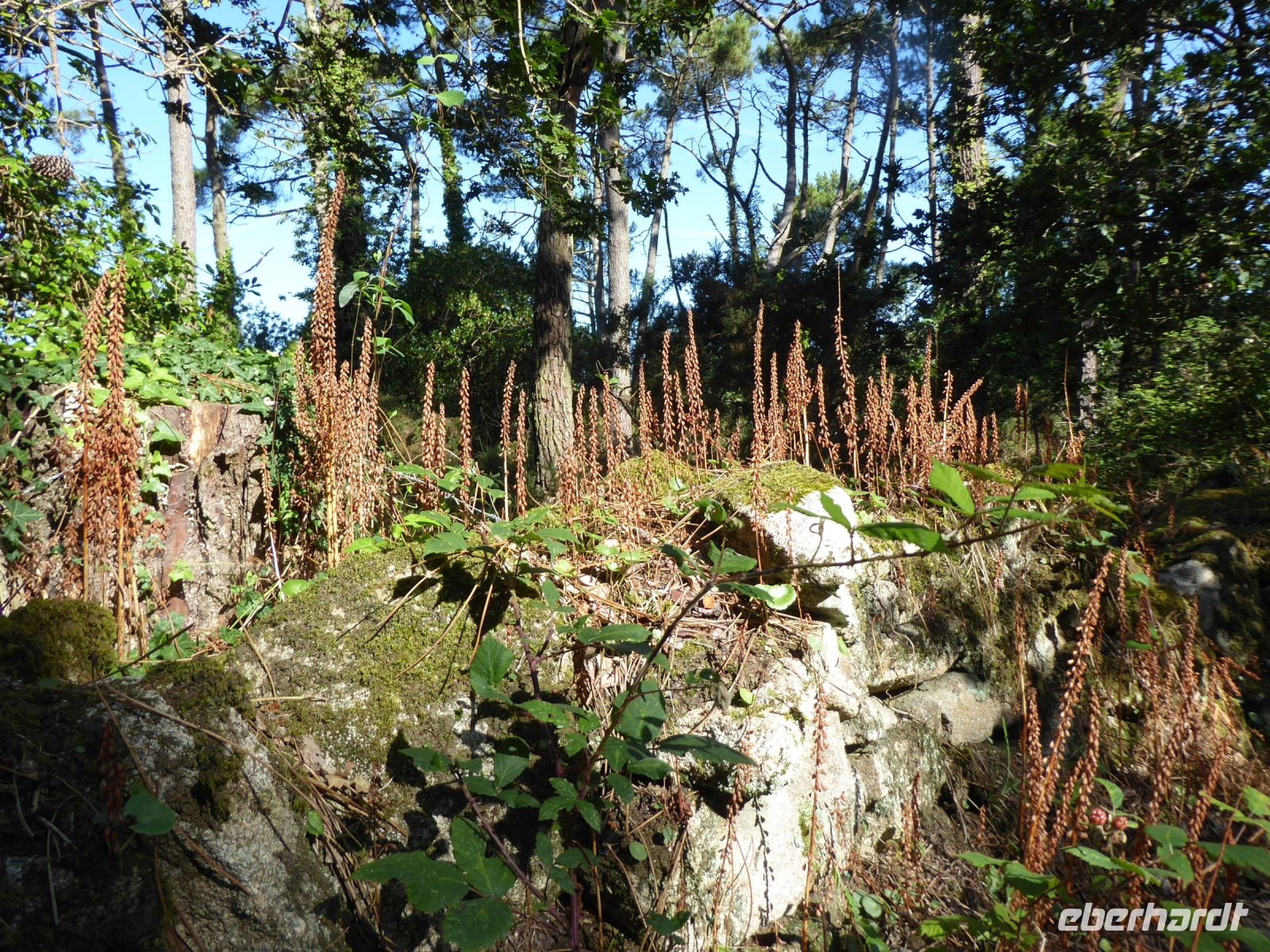 Tag 4 22.08.2023 Wanderung um die Menhirfeder von Carnac
