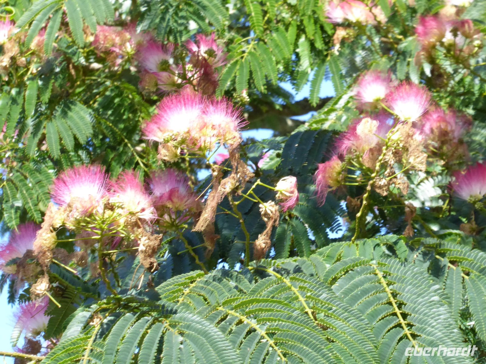 Tag 4 22.08.2023 Wanderung um die Menhirfeder von Carnac, Seidenbaum
