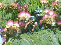Tag 4 22.08.2023 Wanderung um die Menhirfeder von Carnac, Seidenbaum