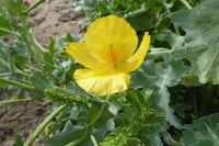 Tag 5 23.08.2023 Strandwanderung auf der Halbinsel Penmarch