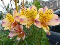 Tag 5 23.08.2023Abendspaziergang in Quimper  