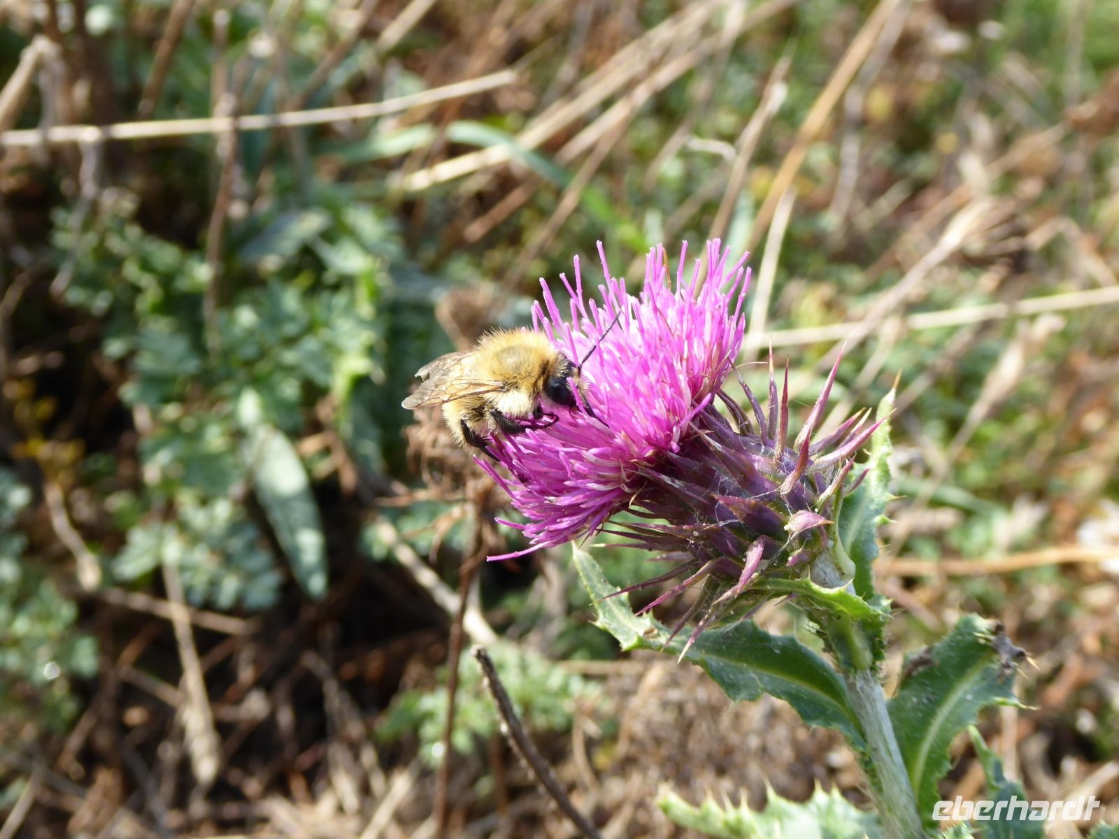 Tag 6 224 08.2023 Küstenwanderung zur Pointe du Raz 