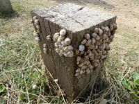 Tag 6 224 08.2023 Küstenwanderung zur Pointe du Raz 