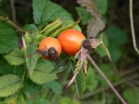 Tag 11 29.08.2023 Heimreise