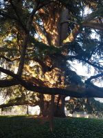 Tours: 200a alte Libanesische Zeder