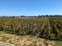 Weinberg am Schloss de Veugeot