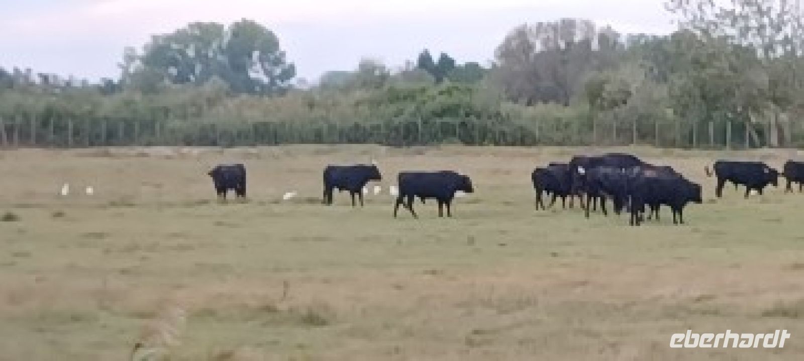 Camargue  - frei lebende Stiere