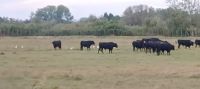 Camargue  - frei lebende Stiere