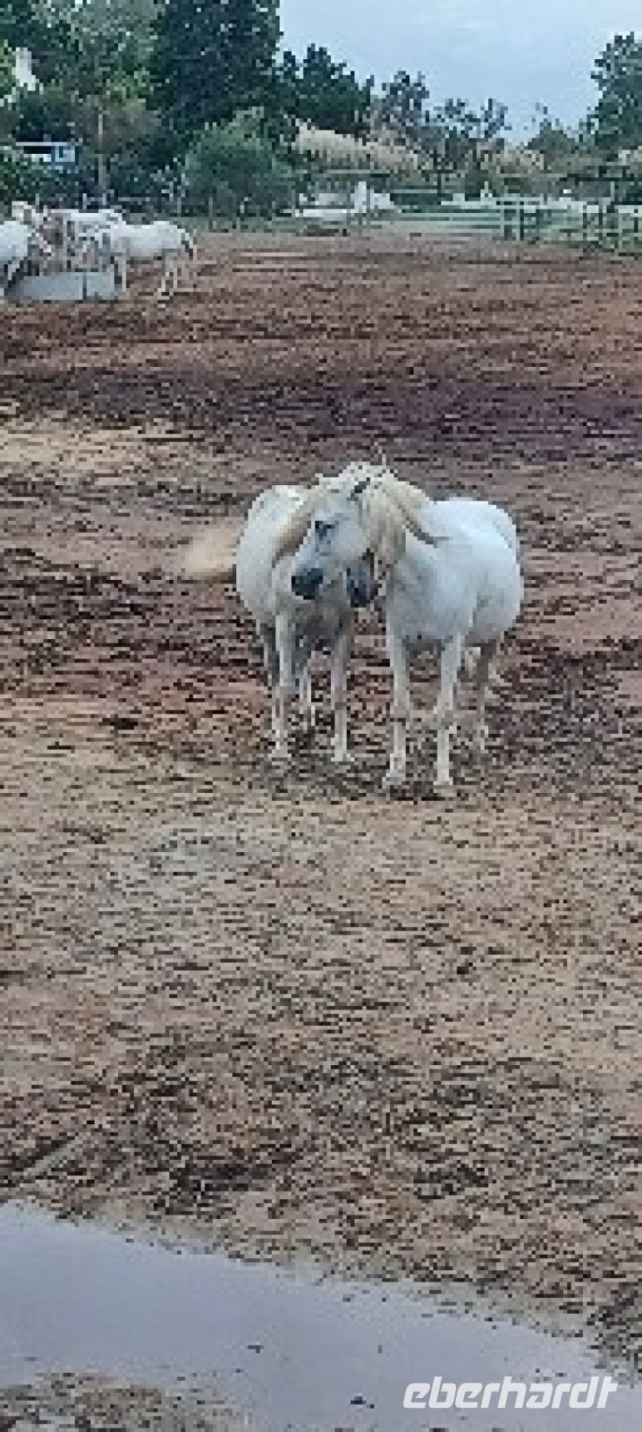 Camargue-frei lebende Pferde, die Weißen
