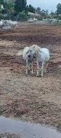 Camargue-frei lebende Pferde, die Weißen