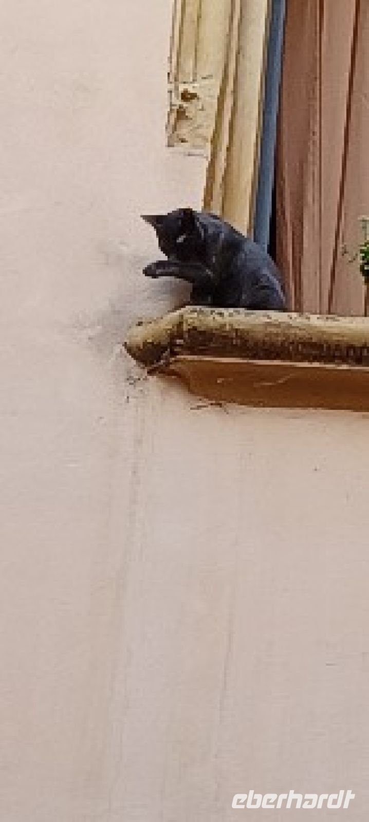 Katzen wandern von Fenster  zu Fenster