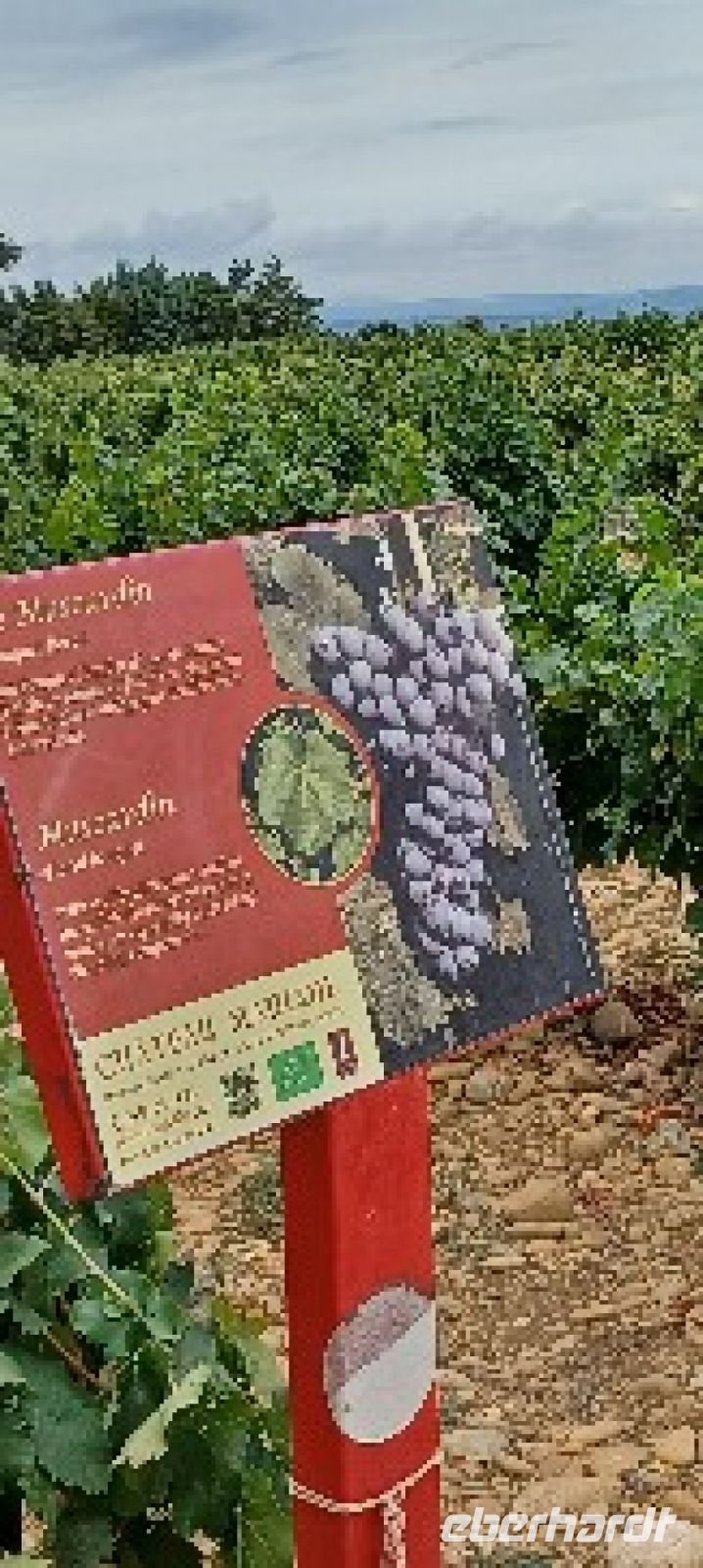 Weinbestimmung auf dem Weinfeld