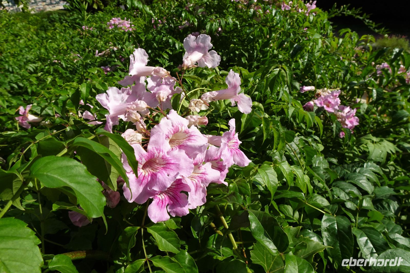Tag 2 03.10.2023 Nizza, Kloster Cimiez, Thunbergia